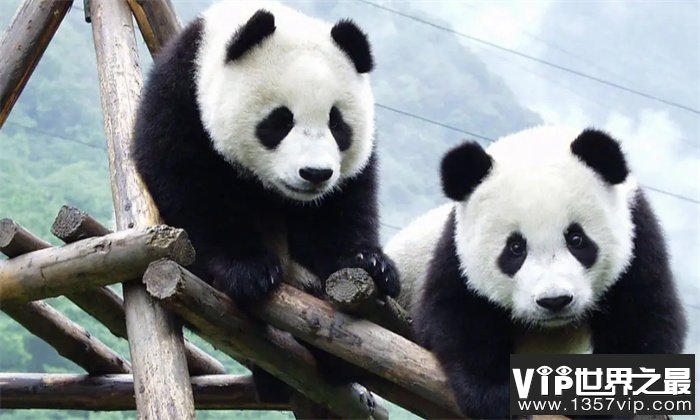 全球十大珍稀野生动物 中国大熊猫在列