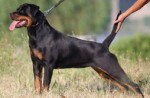 世界十大凶犬最新排名 排名第二的罗威纳犬脾气最糟