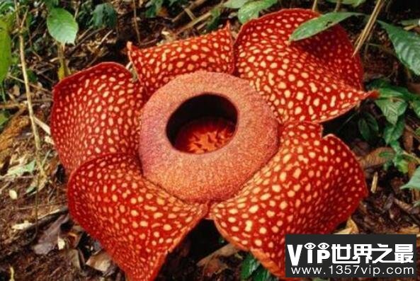 世界十大最臭的植物之大王花