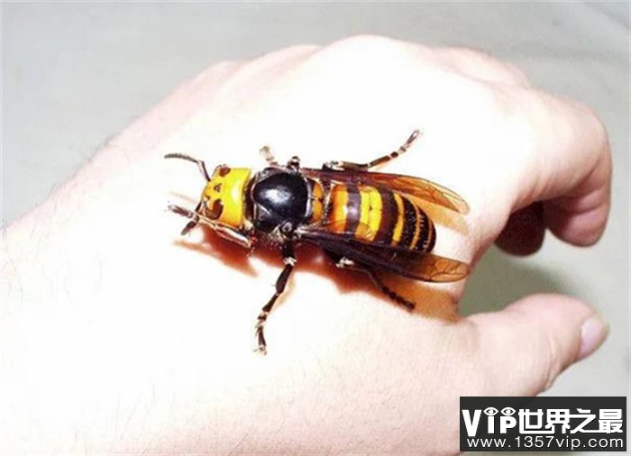 日本大黄蜂