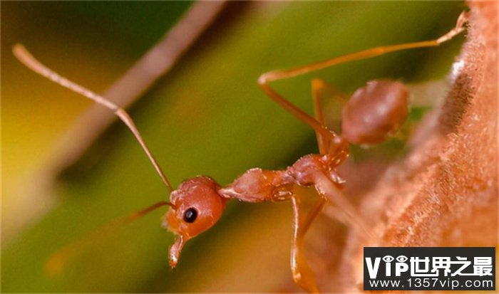 世界上最可怕的蚂蚁 咬了人有致死可能（有毒蚂蚁）