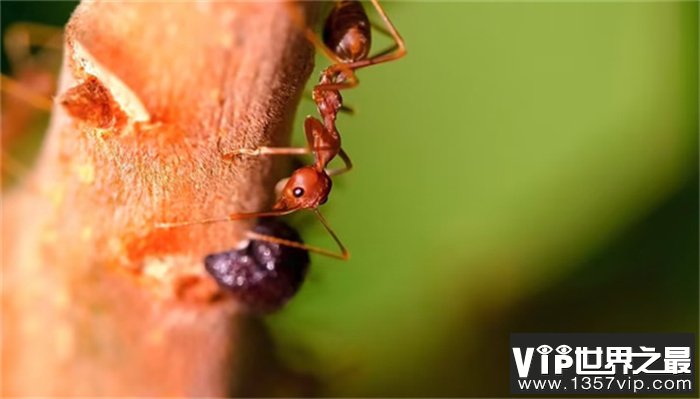 世界上最可怕的蚂蚁 咬了人有致死可能（有毒蚂蚁）