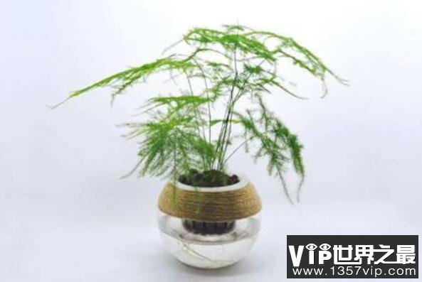 最适合养在室内的植物——文竹