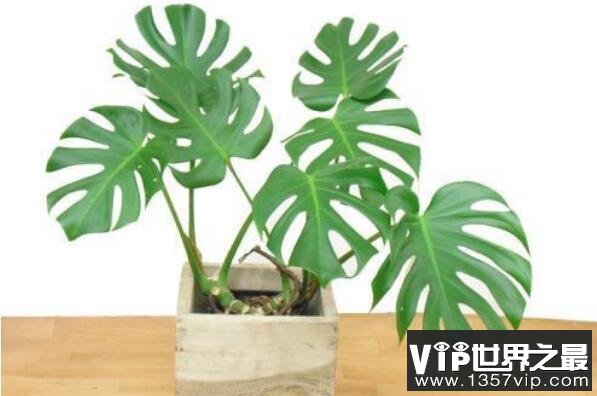 最适合养在室内的植物——龟背竹