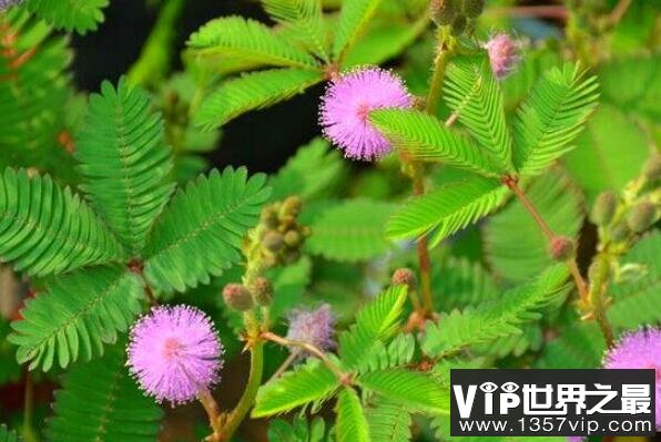 家养有毒植物——含羞草