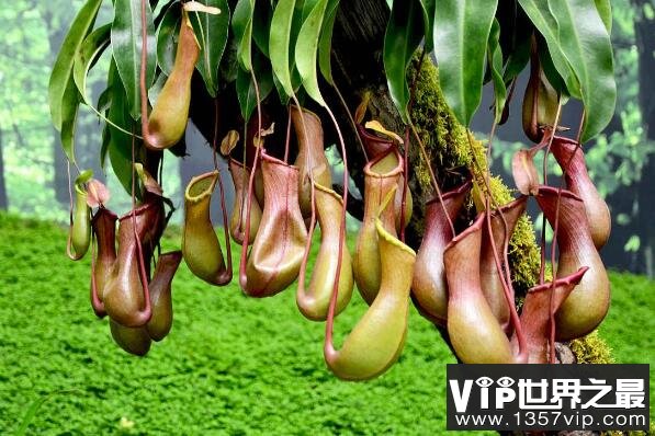 世界上十大最令人惊讶的奇异植物——猪笼草