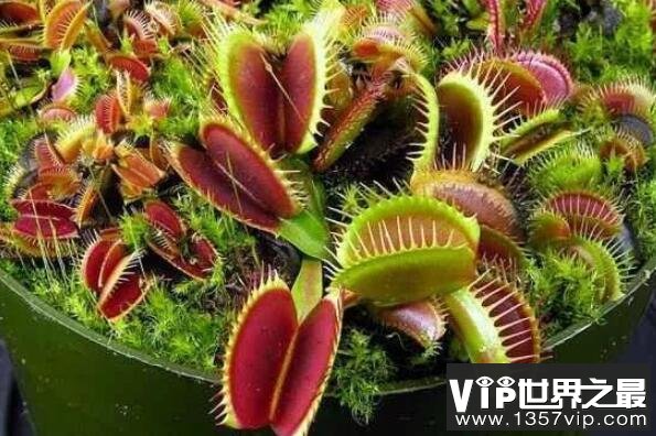 世界上十大最令人惊讶的奇异植物——维纳斯捕蝇草
