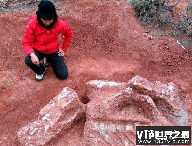 世界上最早的巨型恐龙遗骸出土 来自2亿年前重约10吨