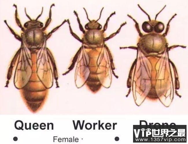 关于蜜蜂的十大事实 看看你所不了解的蜜蜂世界