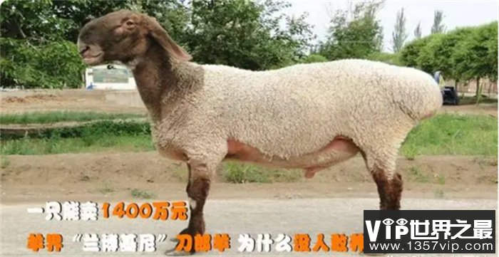 世界上十大最昂贵的羊  刀郎羊第一