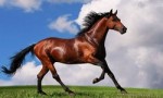 世界上最贵的十大马品种 阿拉伯马售价十万美元