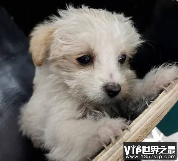 中国流浪狗数量高达4000万只是真的吗 被流浪狗咬伤如何追责