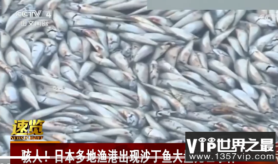 大量沙丁鱼涌入日本渔港后集体死亡 沙丁鱼为什么会死