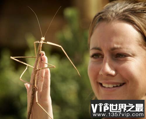 世界上最长的昆虫