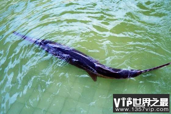 世界上最长的淡水鱼