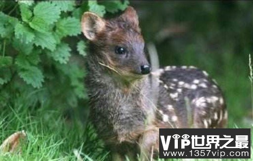 世界上最小的鹿，最大不超过2千克