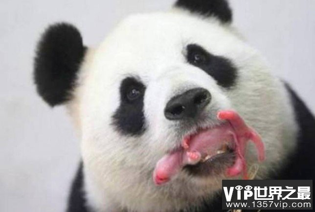全球最小熊猫幼仔，体重仅仅只有42.8g