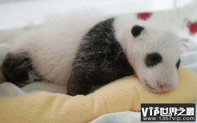 全球最小熊猫幼仔，体重仅仅只有42.8g