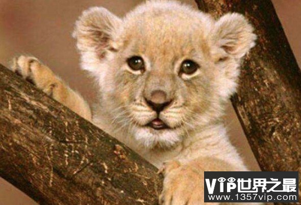 世界上最小的狮子，它们出生时仅0.5千克
