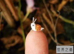 世界最小的蜗牛，可以放进针的穿线洞里