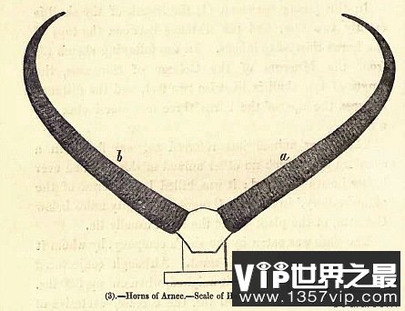 世界上最长的动物角