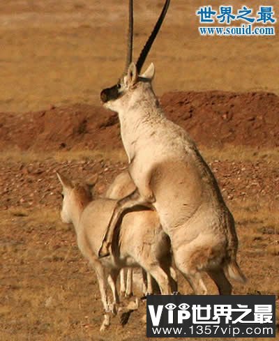 交配时间最长的动物，藏羚羊连续交配7天(图)