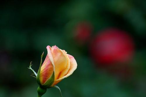【抖音文案】形容玫瑰花的唯美句子
