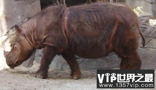 世界上最小的犀牛，全球独一无二的双角犀牛！