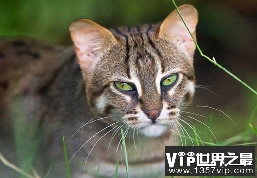 世界上最小的野猫，体重仅4斤却是顶级的猎食者