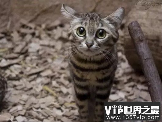 世界上最小的野猫，体重仅4斤却是顶级的猎食者