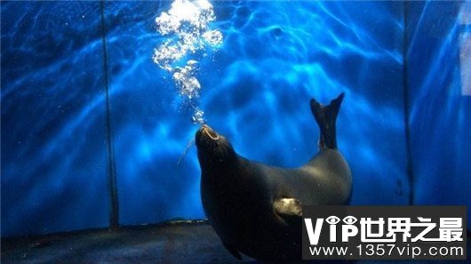 世界上最小的海豹，贝加尔海豹体长1米，是唯一生活在湖泊中的海豹
