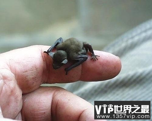 世界上最小的蝙蝠，比小指还小！
