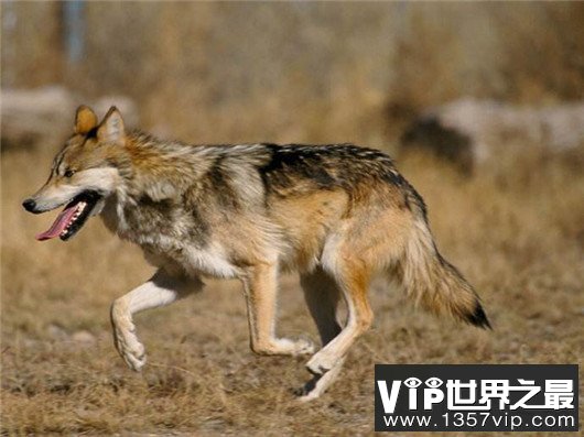 世界上最小的狼，最小的灰狼亚种阿拉伯狼平均重仅为16公斤