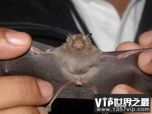 世界上最小的蝙蝠，比小指还小！