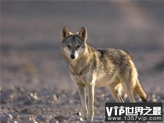 世界上最小的狼，最小的灰狼亚种阿拉伯狼平均重仅为16公斤