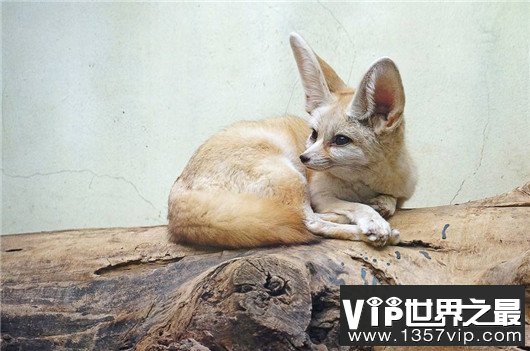 世界上最小的狐狸，耳廓狐体长30厘米（如小猫一般）