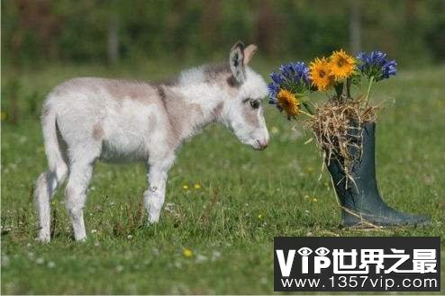 世界上最小的驴，迷你驴成最抢手的明星宠物！