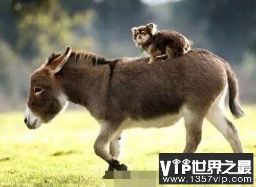 世界上最小的驴，迷你驴成最抢手的明星宠物！