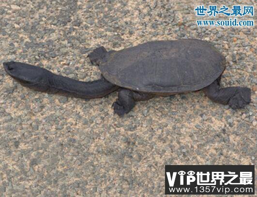 世界上脖子最长的乌龟，巨蛇颈龟(长达35厘米)