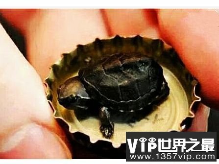 世界上最小的龟，不仔细看你可能都找不到它。