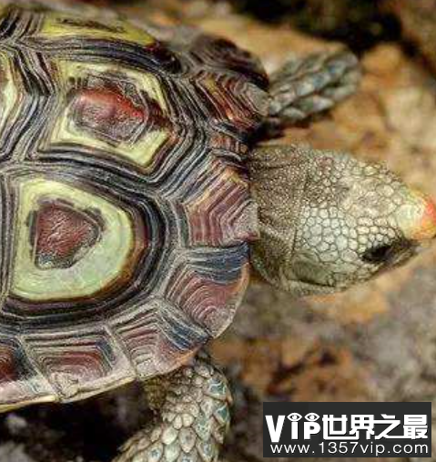 世界上最小的龟，不仔细看你可能都找不到它。