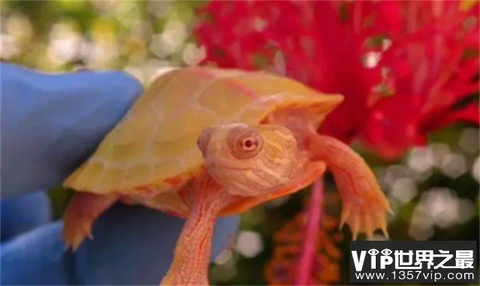 世界上最时髦的海龟 就像一只燃烧的火龙 美的让人爱不释手