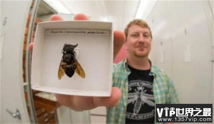 地球上最大的超级蜜蜂 和鸡蛋一样大 灭绝后又发现了1只