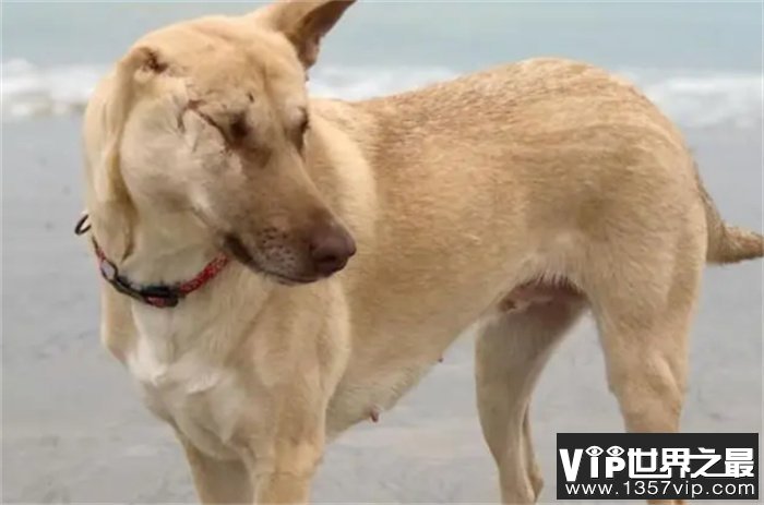 世界上命最硬的狗  传奇犬玛吉