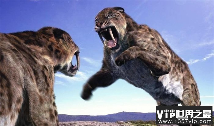 历史上最大的猫科动物 已经灭绝的剑齿虎（动物体型）