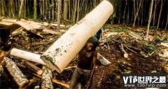 世界上最轻的木材 可以轻松的被扛起来（轻木）
