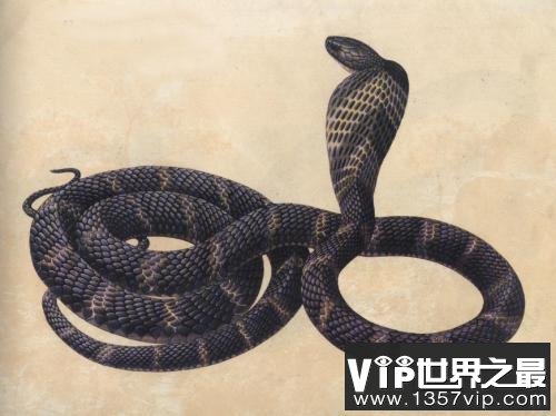 世界上最长的蛇排行榜，最长的接近15米！