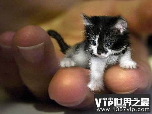 地球上最小的生物，盘点世界上最小的动物