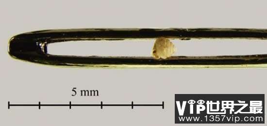 世界上最小的蜗牛，比针眼还小(0.6毫米)
