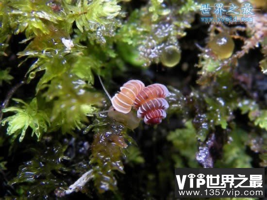 世界上最小的蜗牛，比针眼还小(0.6毫米)